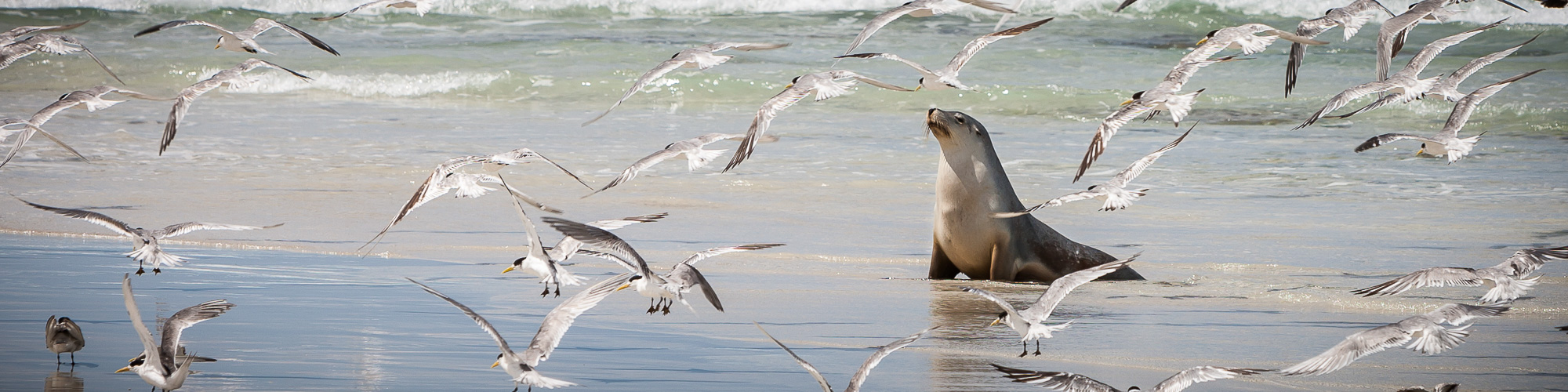 Sea Lion and Gulls, Seal Bay Conservation Park