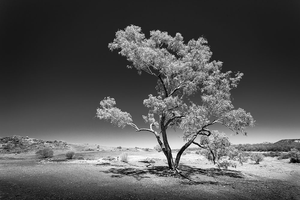 Lone Desert Tree, Marree, Oodnadatta Track, South Australia