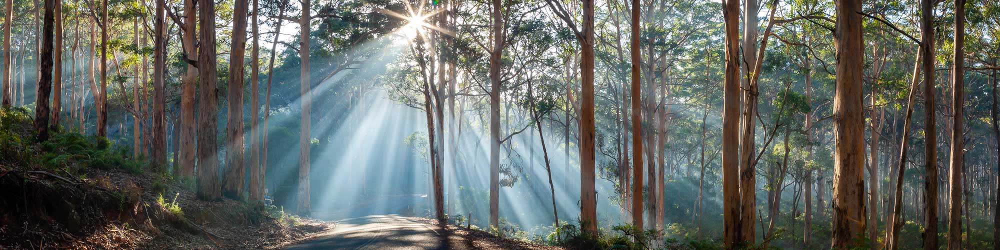 Boranup Forest