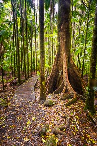 Destination: Nightcap National Park