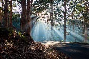 Destination: Boranup Forest