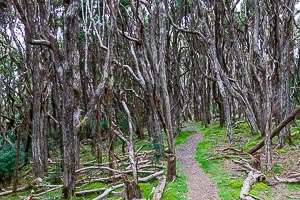 Destination: Ringarooma