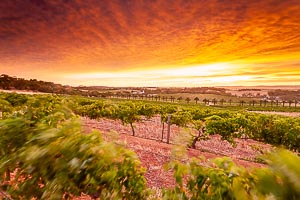 Destination: Barossa Valley