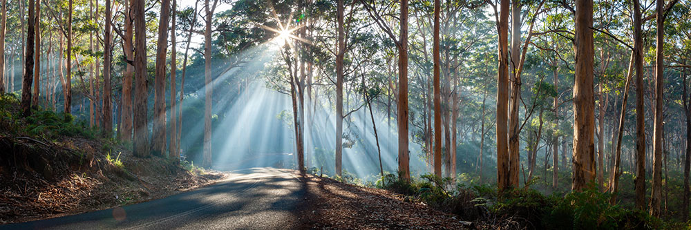 Sun Burst, Boranup Forest, Margaret River