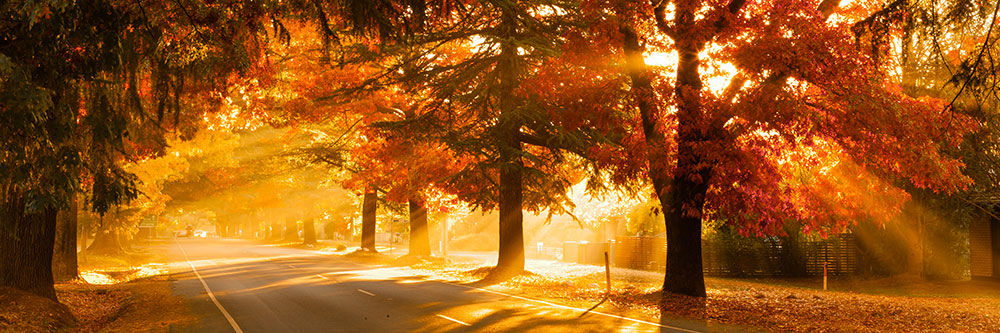 Autumn Gold, Bright, Victoria (31566), photo, photograph, image | R a