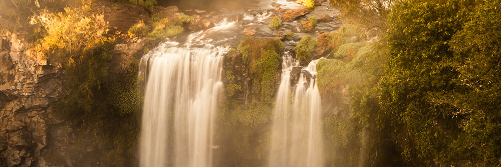 Dorrigo National Park