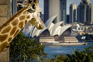 Picture of Sydney, Greater Sydney, New South Wales, Australia