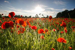 Picture of Edwalton, Nottinghamshire, England, United Kingdom