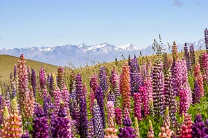 Picture of Lake Tekapo, Canterbury, South Island, New Zealand