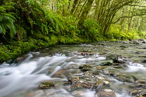 Picture of Haast Pass, Otago, South Island, New Zealand