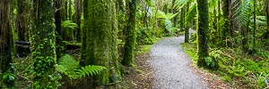 Picture of Haast Pass, Otago, South Island, New Zealand