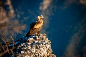 Picture of Grampians National Park, Grampians, Victoria, Australia