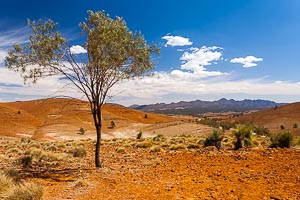 Picture of Flinders Ranges National Park, Flinders and Mid North, South Australia, Australia