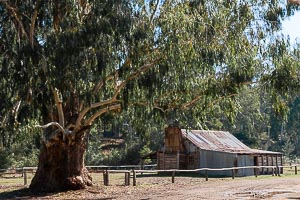 Picture of Howqua Hills, The High Country, Victoria, Australia