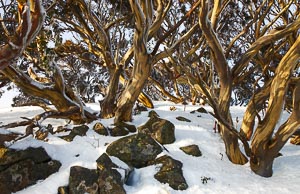 Picture of Alpine National Park, The High Country, Victoria, Australia