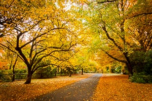 Picture of Mount Wilson, Blue Mountains National Park, New South Wales, Australia