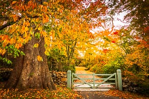 Picture of Mount Wilson, Blue Mountains National Park, New South Wales, Australia