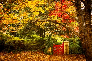 Picture of Mount Wilson, Blue Mountains National Park, New South Wales, Australia