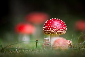 Picture of Mount Wilson, Blue Mountains National Park, New South Wales, Australia
