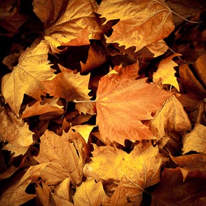 Picture of Hill End, Central West, New South Wales, Australia