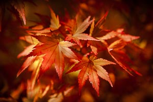 Picture of Mount Wilson, Blue Mountains National Park, New South Wales, Australia