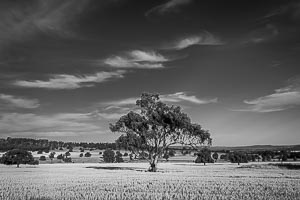 Picture of Parkes, Central West, New South Wales, Australia