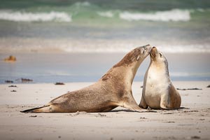 Kangaroo Island