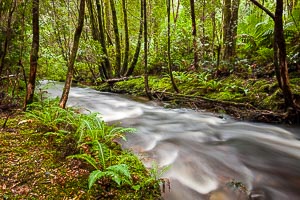 Picture of Franklin Gordon Wild Rivers National Park, West Coast and Wilderness, Tasmania, Australia