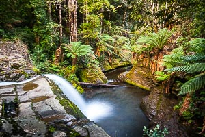 Picture of Liffey Falls, Davenport and Cradle Mountain, Tasmania, Australia