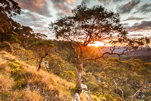 Picture of Guy Faulks River National Park, New England Tablelands, New South Wales, Australia