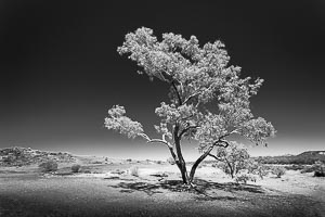 Pictures of Lone Trees