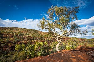 Picture of MacDonnell Ranges, Central Australia, Northern Territory, Australia