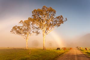 Picture of Gloucester Tops, Barrington Coast, New South Wales, Australia