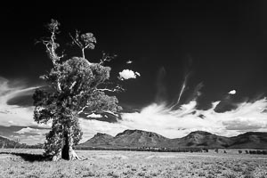 Picture of Flinders Ranges National Park, Flinders and Mid North, South Australia, Australia