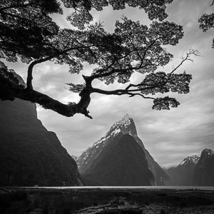 Picture of Milford Sound, Southland, South Island, New Zealand