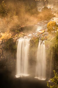 Picture of Dorrigo National Park, New England Tablelands, New South Wales, Australia