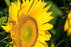 Picture of Quirindi, The Hunter, New South Wales, Australia