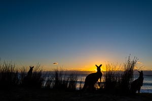 Picture of Murramarang National Park, South East, New South Wales, Australia