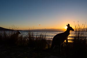 Picture of Murramarang National Park, South East, New South Wales, Australia