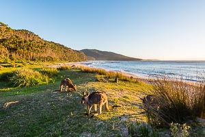 Picture of Murramarang National Park, South East, New South Wales, Australia