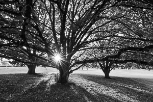 Picture of Canberra, Greater Canberra, Australian Capital Territory, Australia