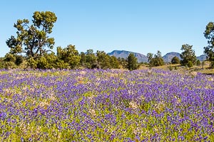 Picture of Rainbow Valley, Central Australia, Northern Territory, Australia