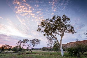Picture of Alice Springs, Central Australia, Northern Territory, Australia