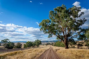 Picture of Mansfield, The High Country, Victoria, Australia