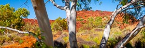 Picture of Murujuga National Park, The Pilbara, Western Australia, Australia