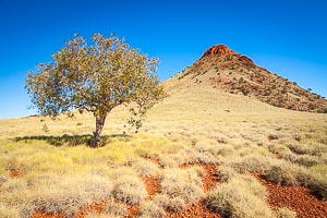 Picture of Millstream Chichester National Park, The Pilbara, Western Australia, Australia