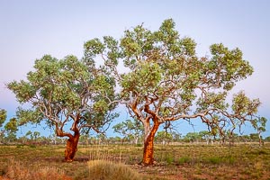 Picture of Millstream Chichester National Park, The Pilbara, Western Australia, Australia