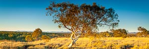 Picture of Millstream Chichester National Park, The Pilbara, Western Australia, Australia