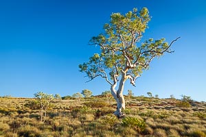 Picture of Millstream Chichester National Park, The Pilbara, Western Australia, Australia
