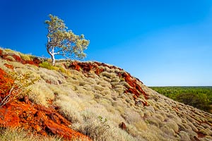 Picture of Millstream Chichester National Park, The Pilbara, Western Australia, Australia